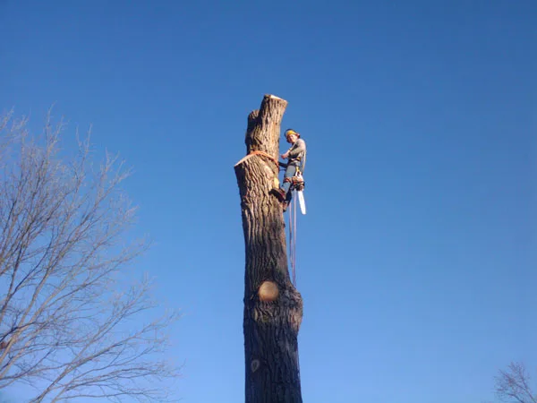 2 Guys Tree Service