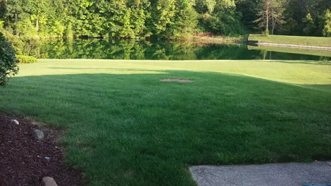 2 Guys Tree Service gallery 6