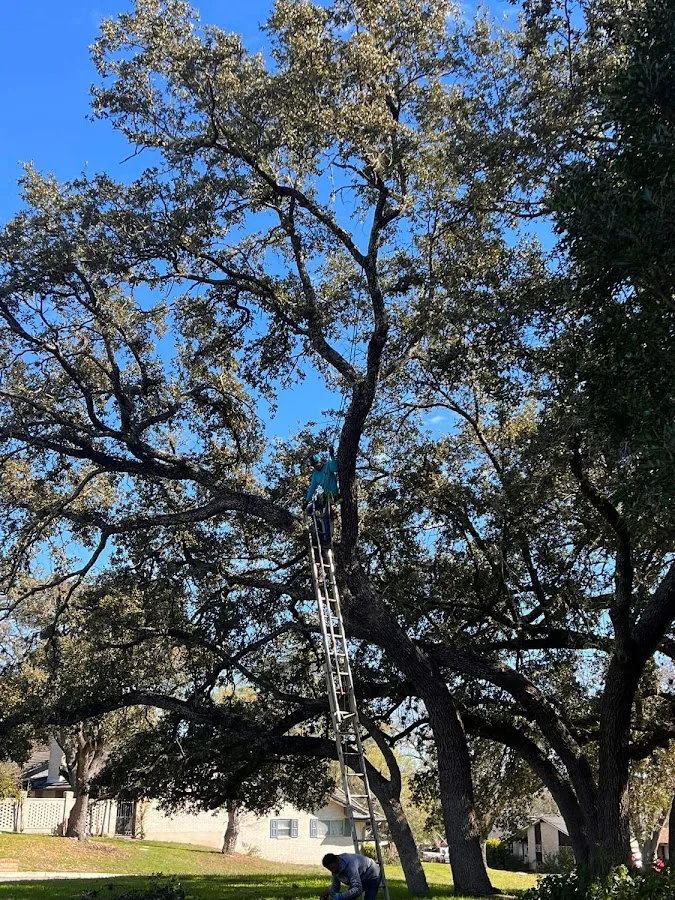 210 Tree Care