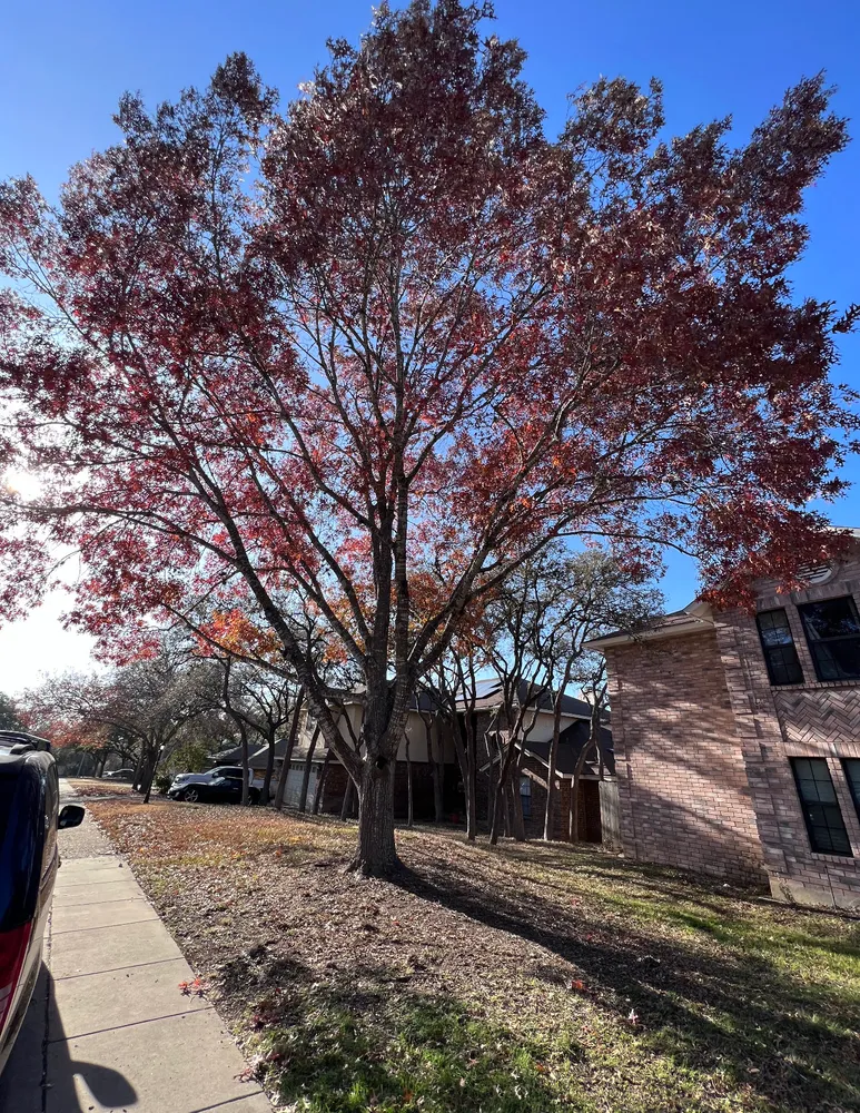 210 Tree Care gallery 2