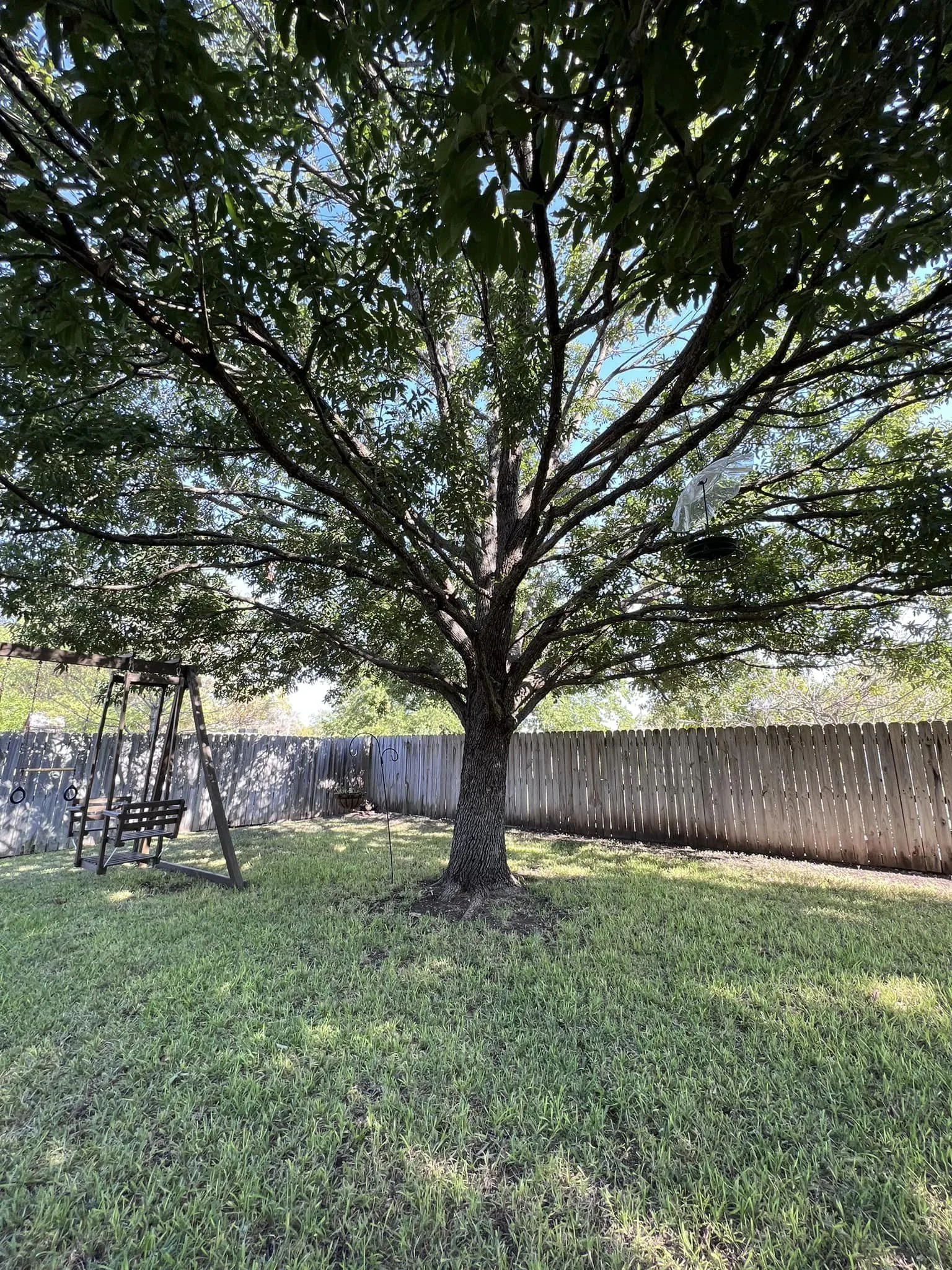 210 Tree Care gallery 4