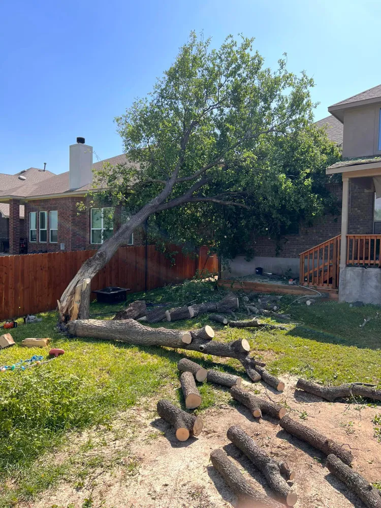 210 Tree Care gallery 5