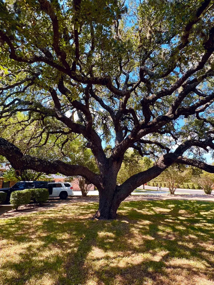 210 Tree Care gallery 6