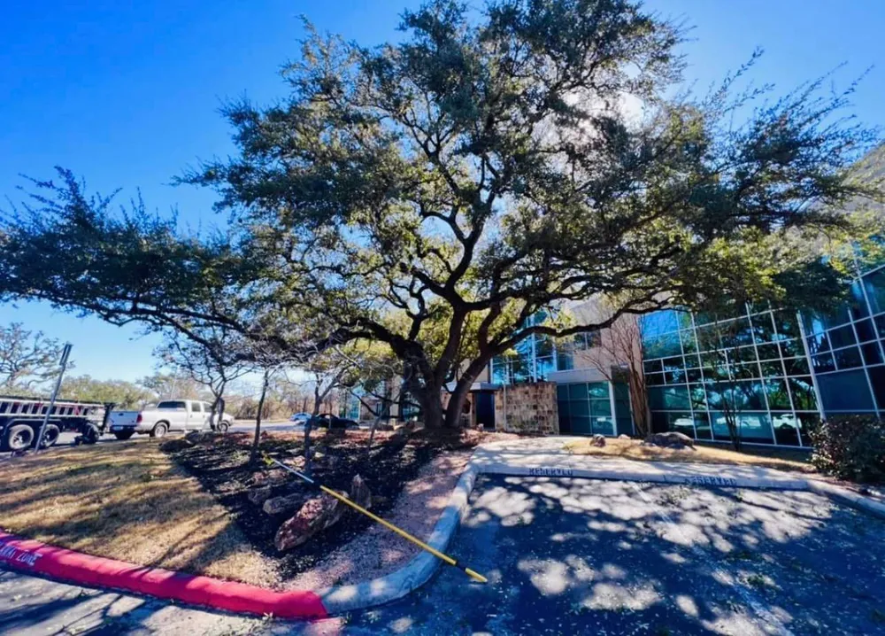 210 Tree Care gallery 9