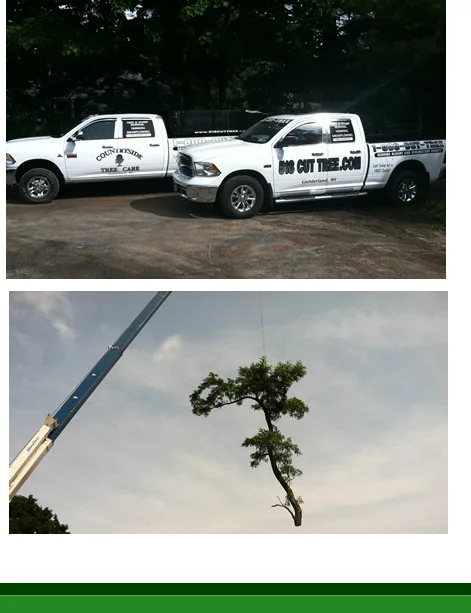 518 cut tree gallery 3