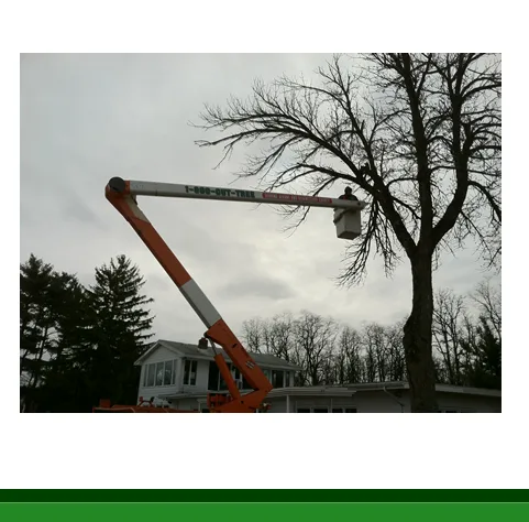 518 cut tree gallery 7