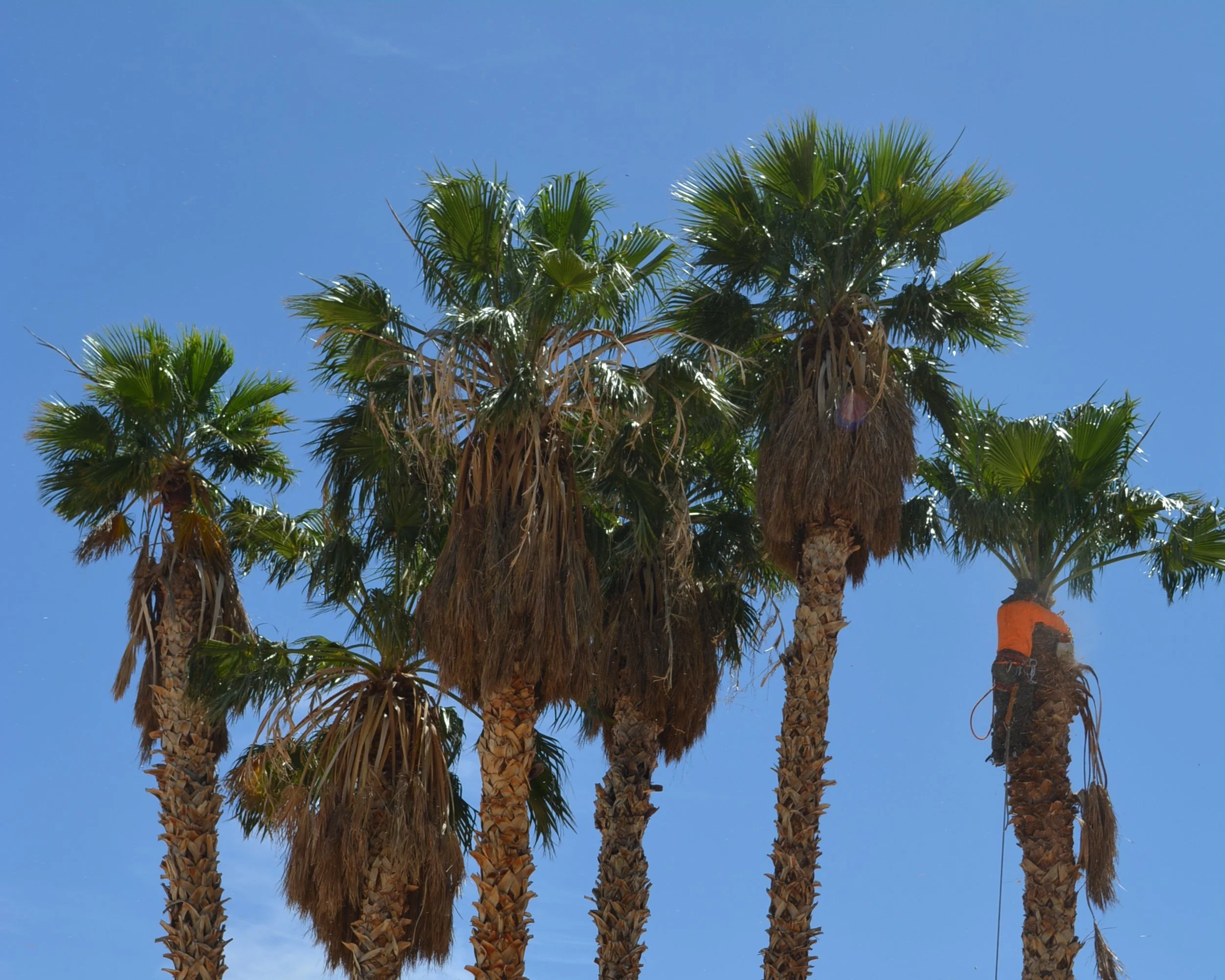 A and L Desert Landscapes Tree Company gallery 3