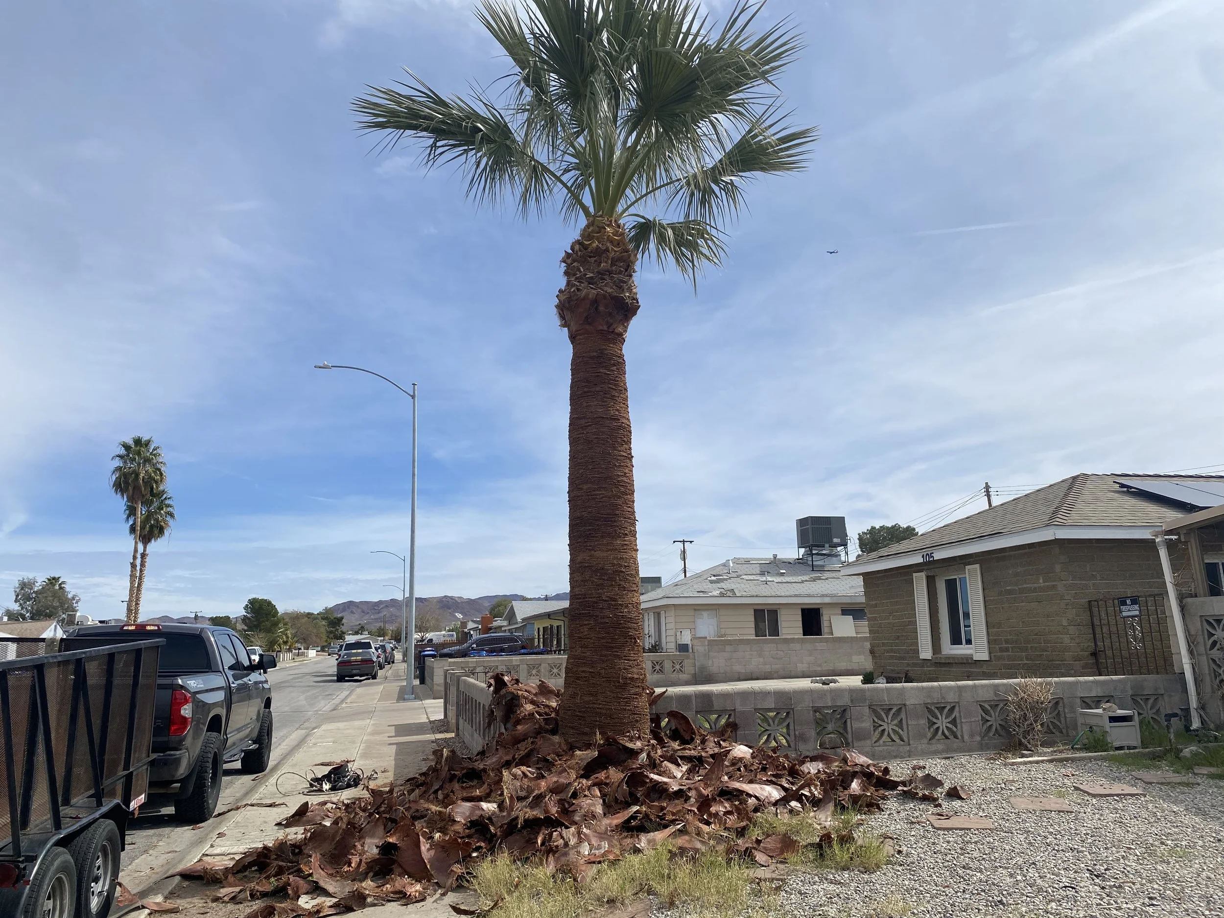 A and L Desert Landscapes Tree Company gallery 4