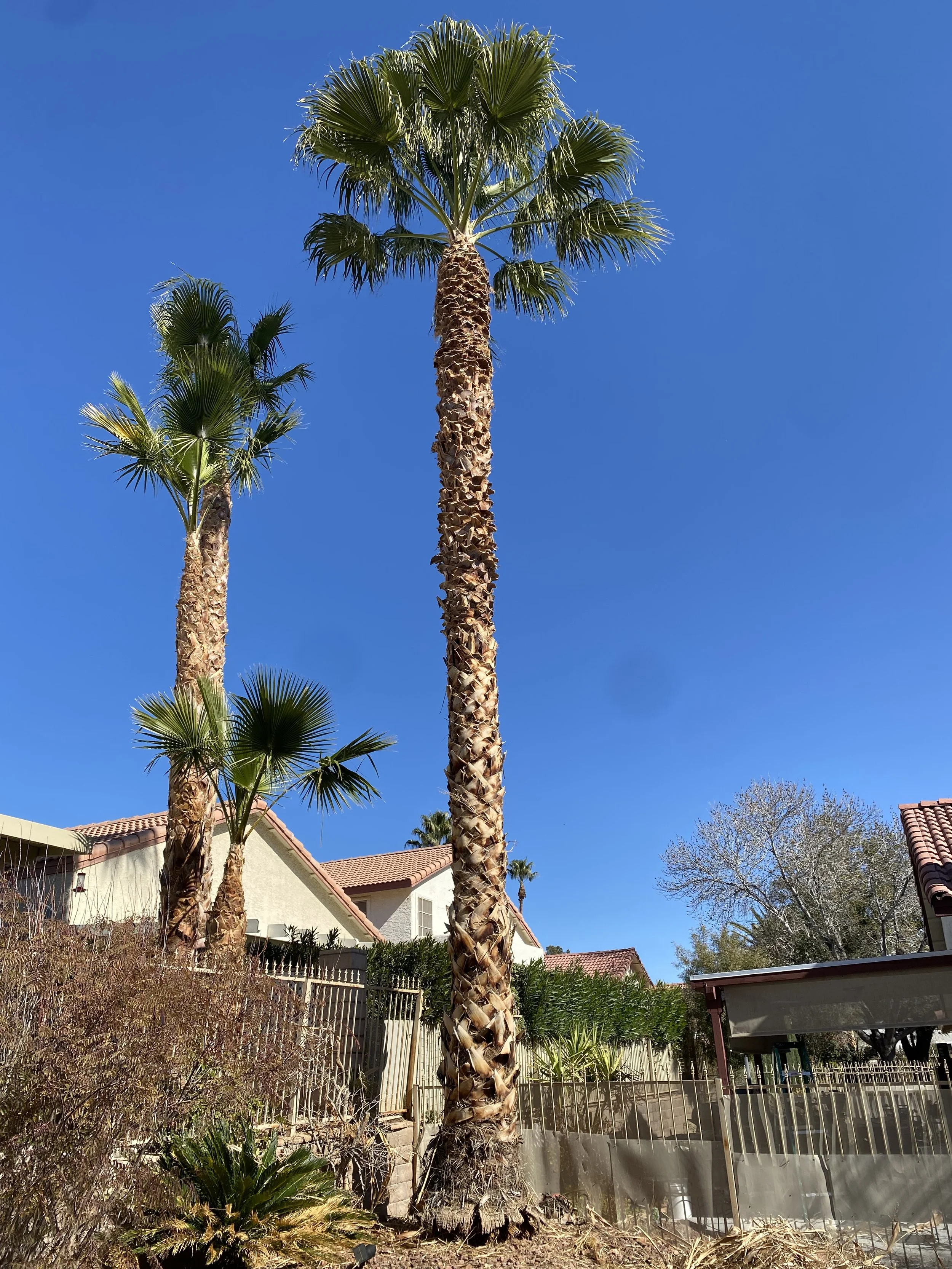 A and L Desert Landscapes Tree Company gallery 5