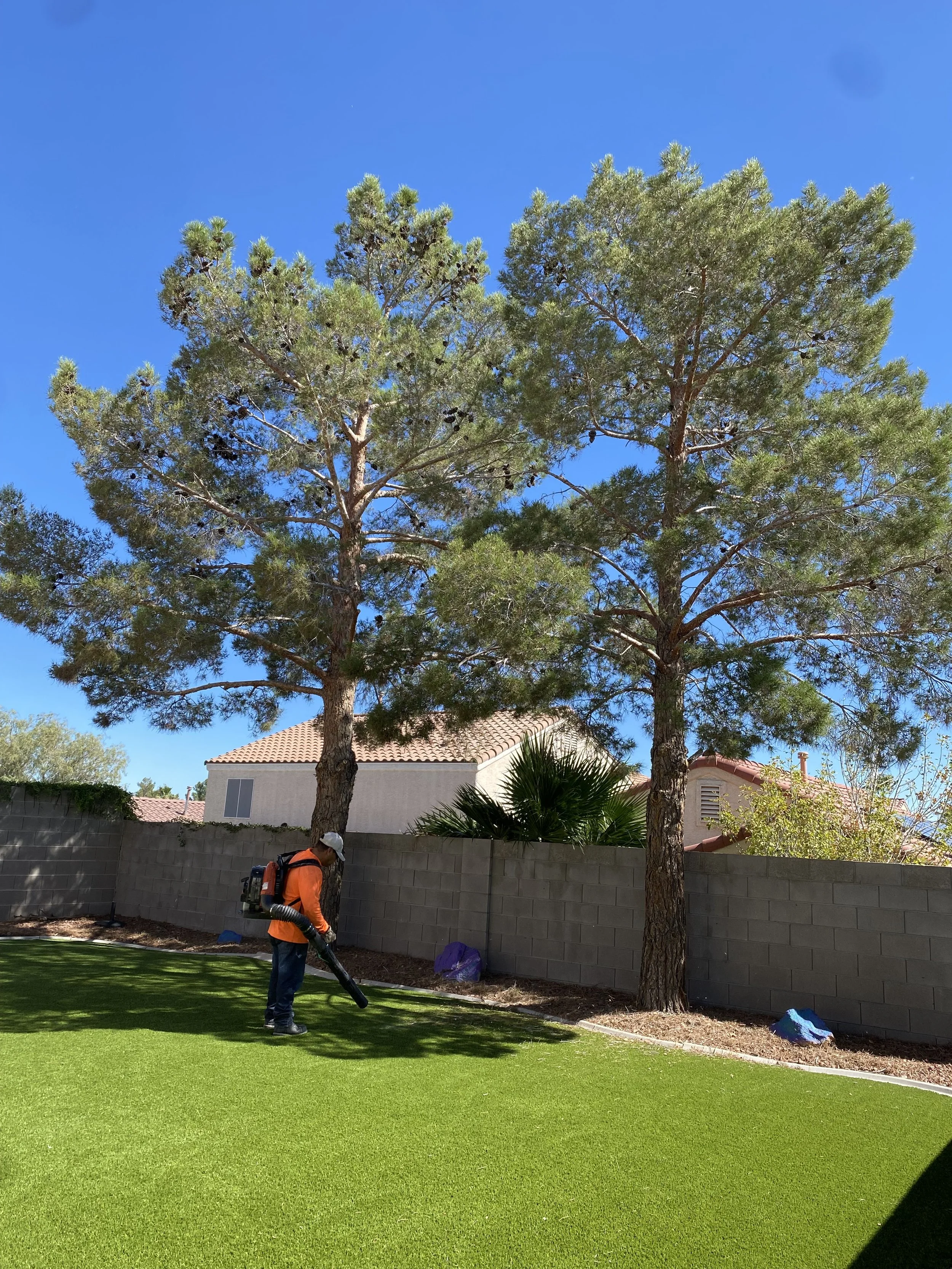 A and L Desert Landscapes Tree Company gallery 7