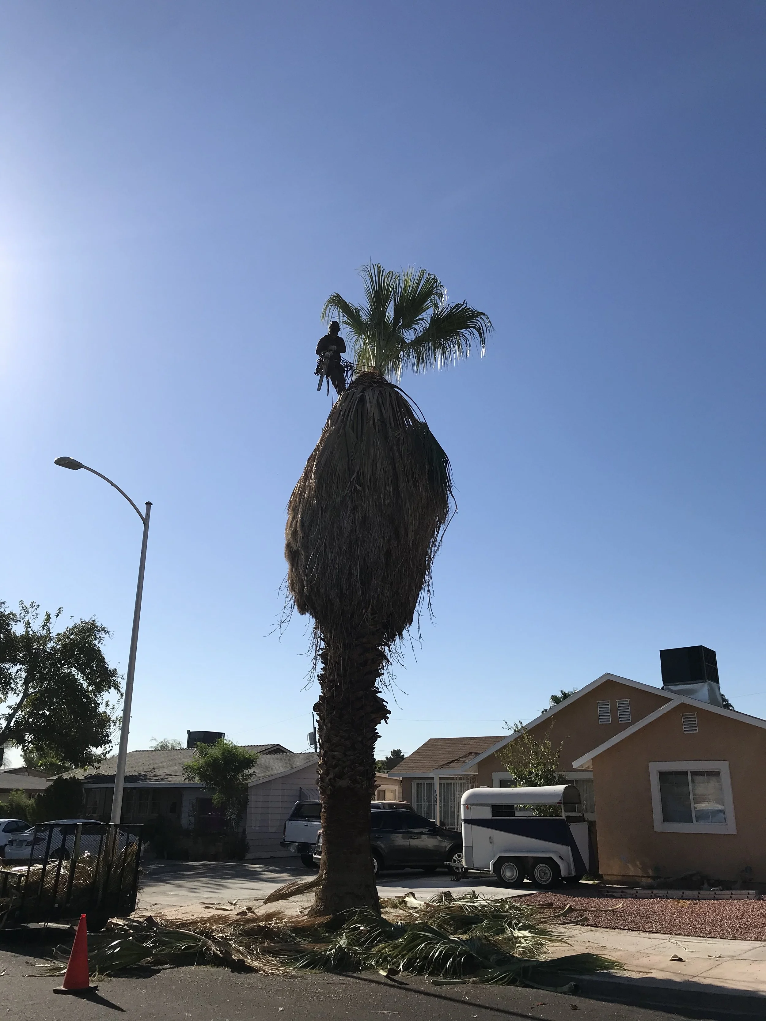 A and L Desert Landscapes Tree Company gallery 9