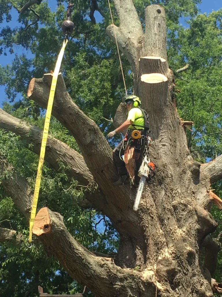 A Atlantic Tree Service gallery 3