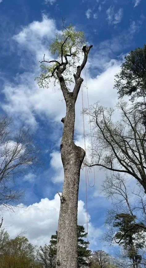 A Atlantic Tree Service gallery 4