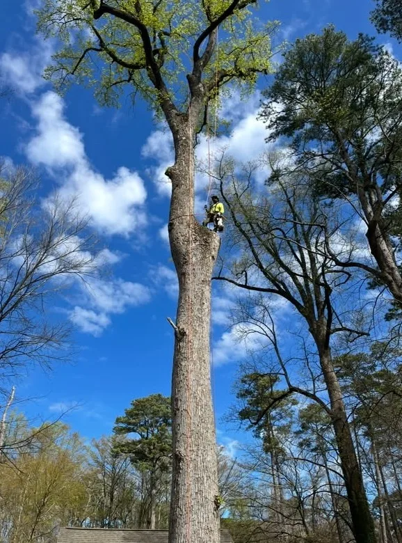 A Atlantic Tree Service gallery 5