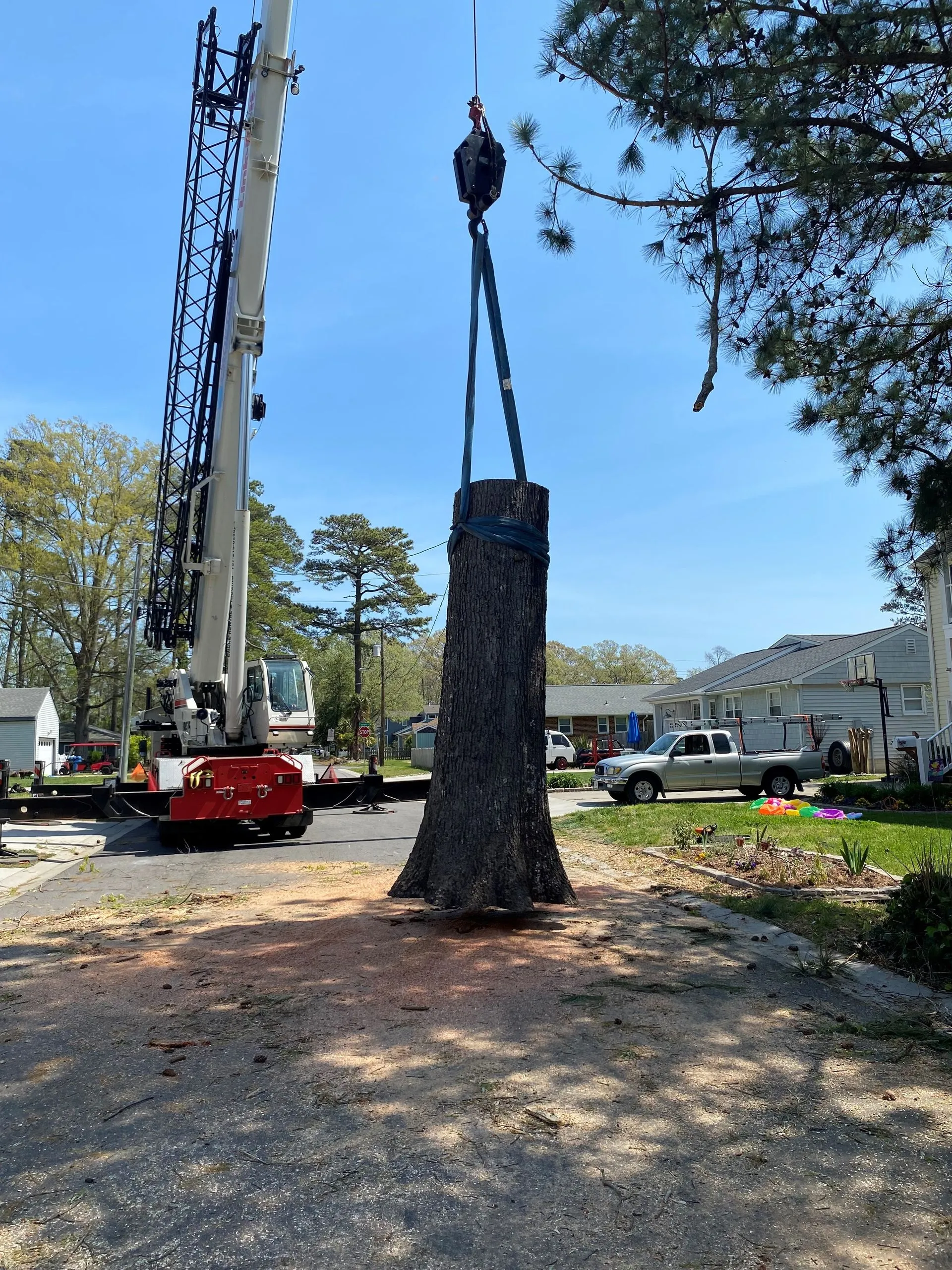 A Atlantic Tree Service gallery 6