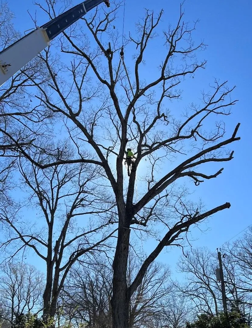 A Atlantic Tree Service gallery 7