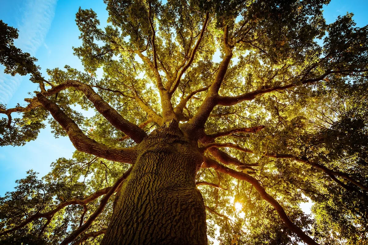 A Better Tree Service