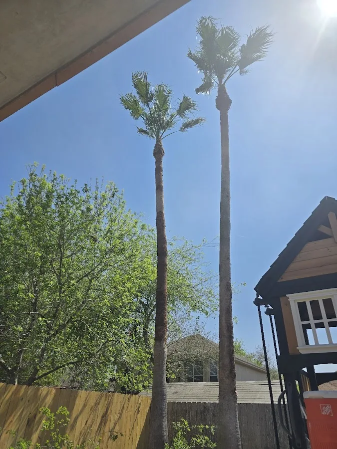 A Cut Above The Rest Tree & Landscaping, LLC