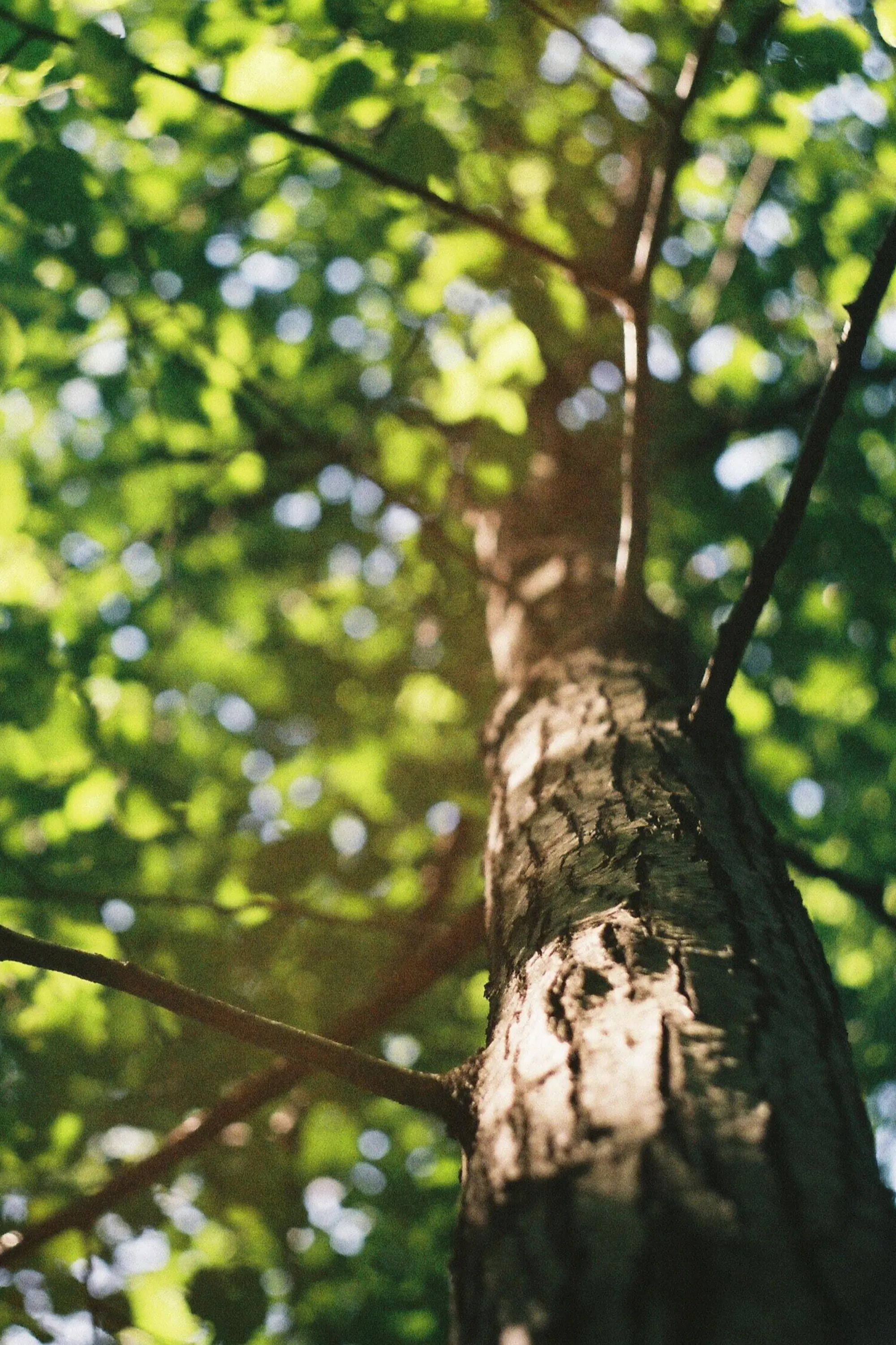 A Cut Above The Rest Tree & Landscaping, LLC gallery 5