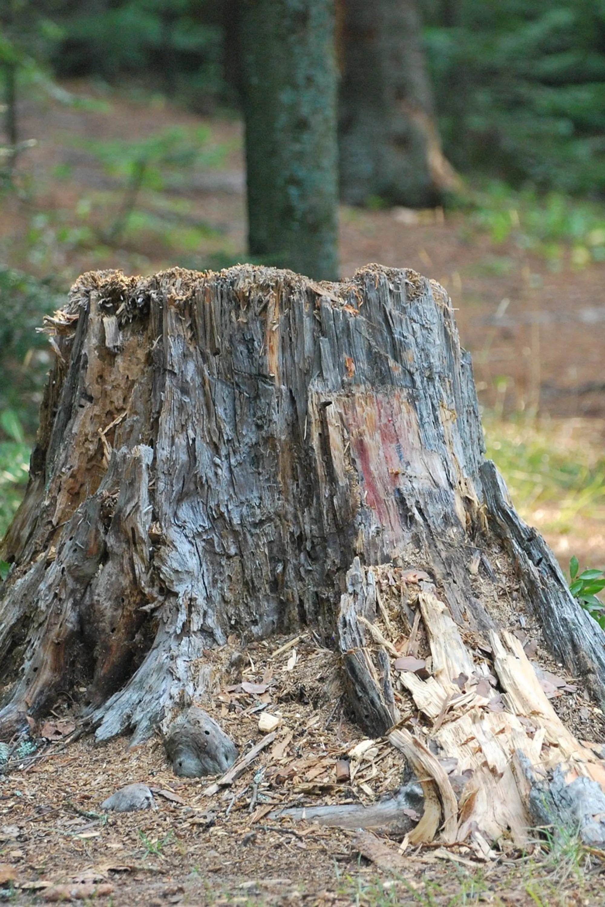 A Cut Above The Rest Tree & Landscaping, LLC gallery 6