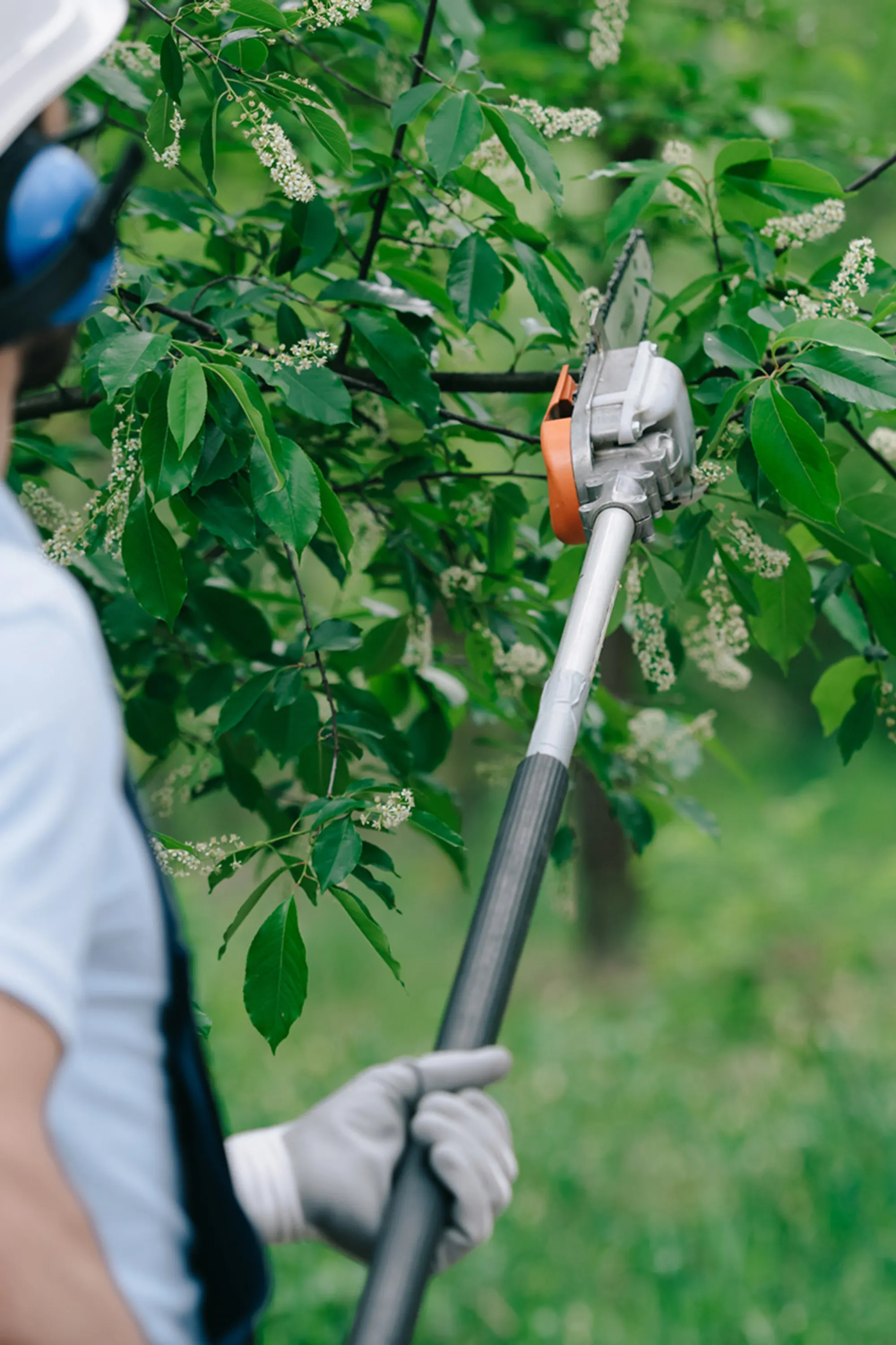 A Cut Above The Rest Tree & Landscaping, LLC gallery 7