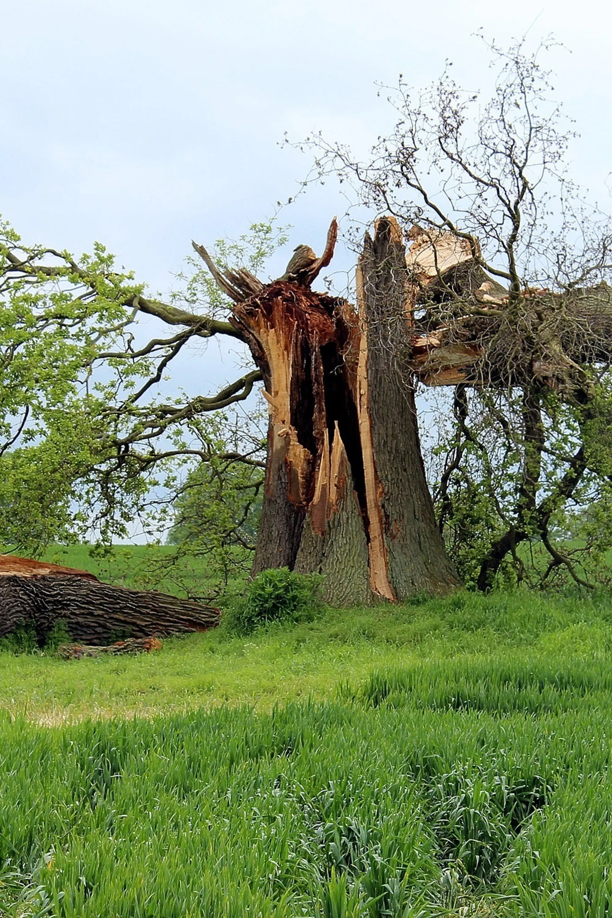 A Cut Above The Rest Tree & Landscaping, LLC gallery 8