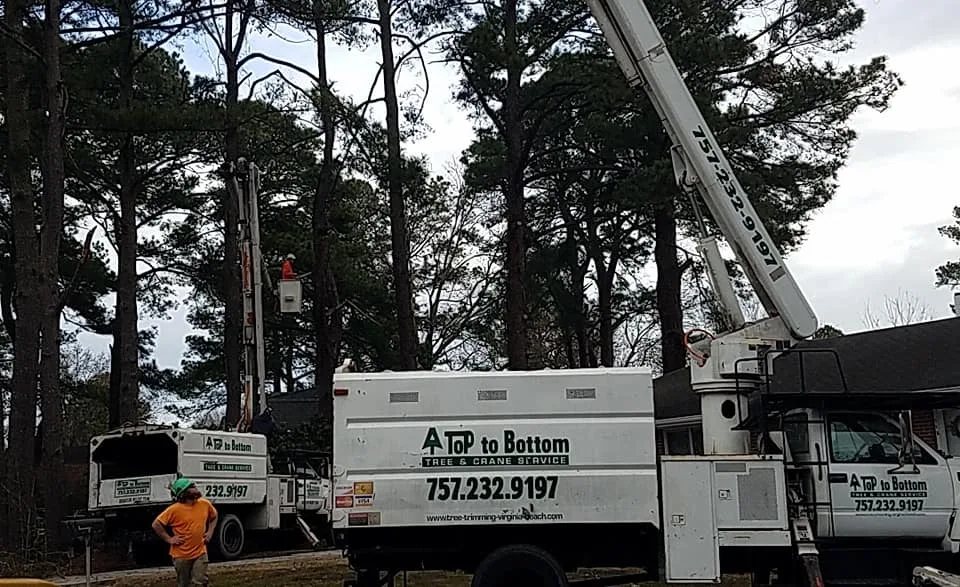 A Top To Bottom Tree & Lawn Service gallery 4