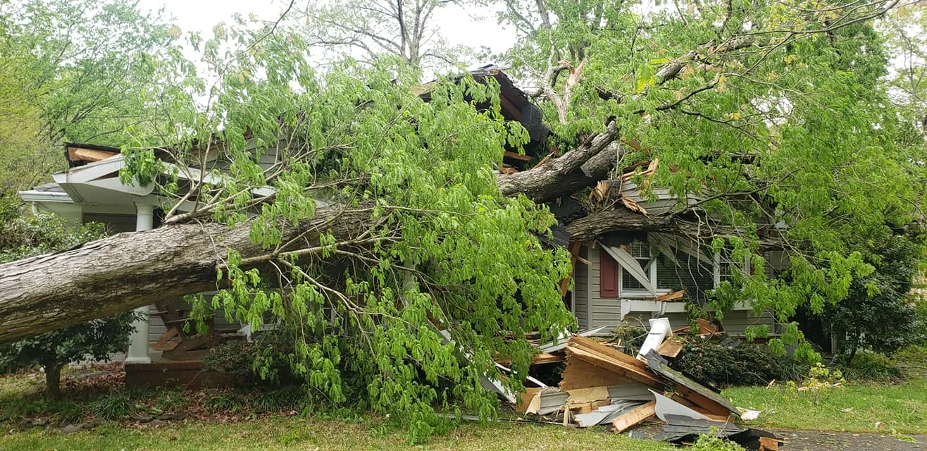 A Top To Bottom Tree & Lawn Service gallery 5