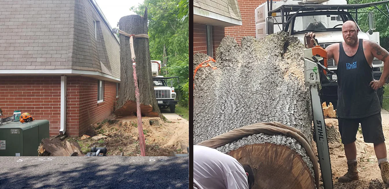 A Top To Bottom Tree & Lawn Service gallery 6