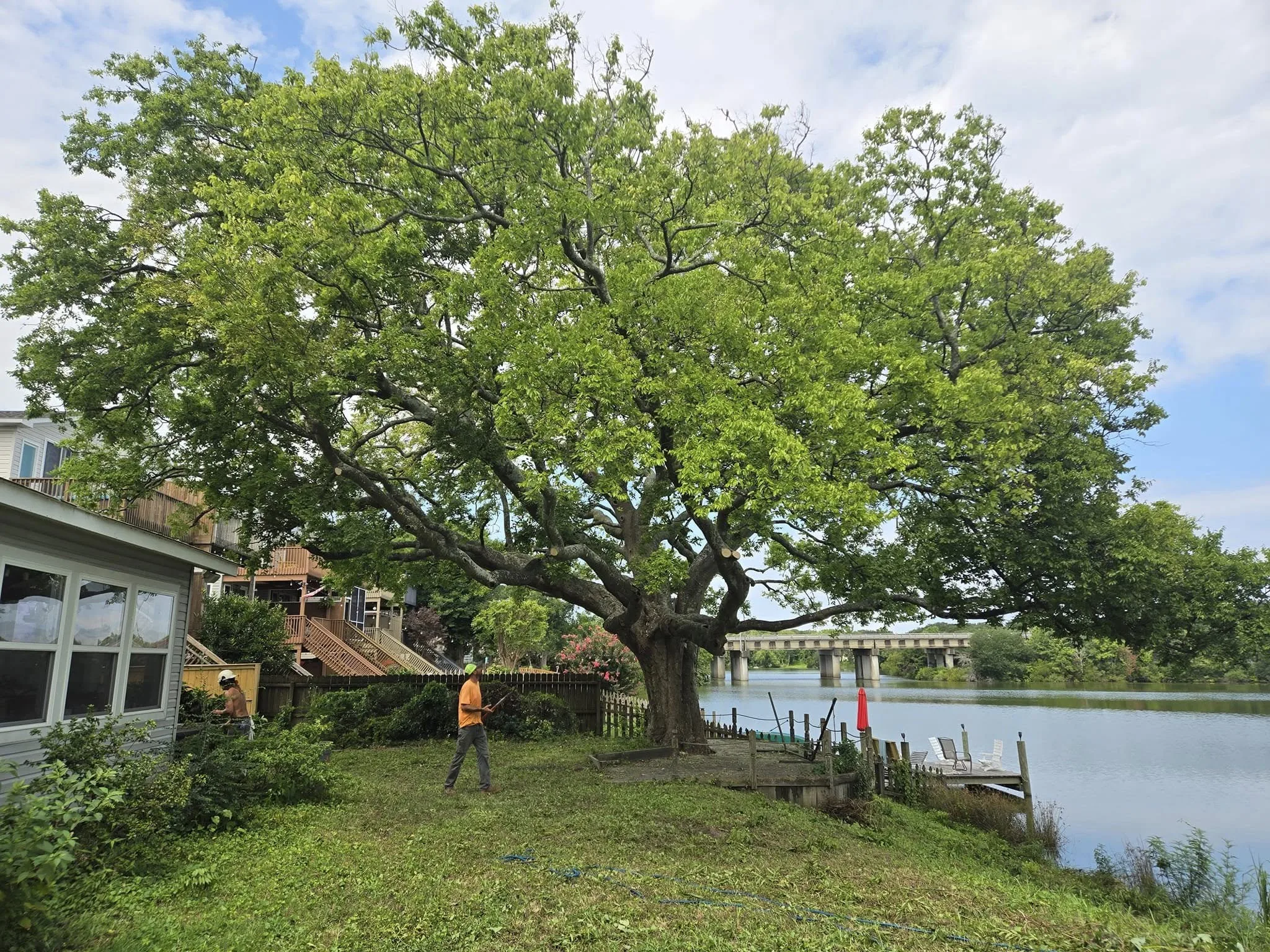 A Top To Bottom Tree & Lawn Service gallery 9