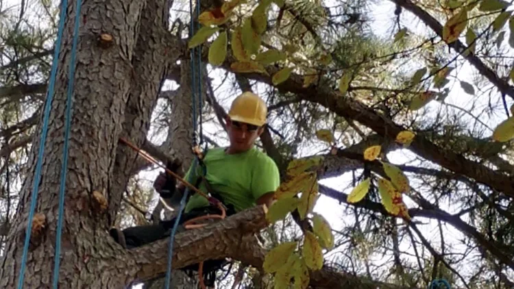 A Tree M.D. LLC