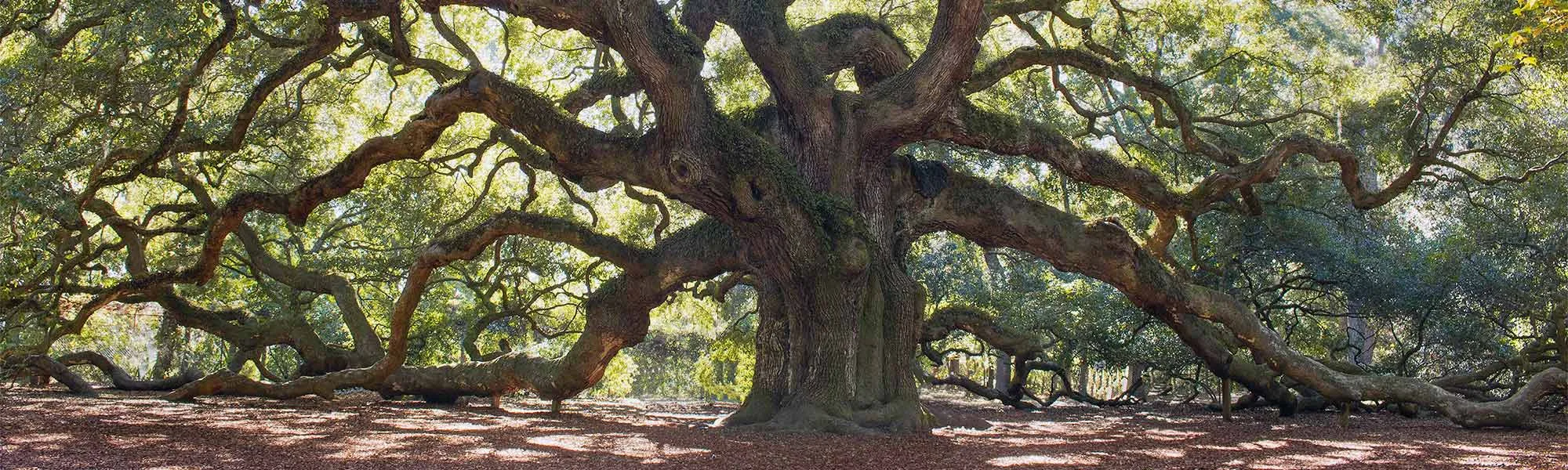 A Tree M.D. LLC gallery 2
