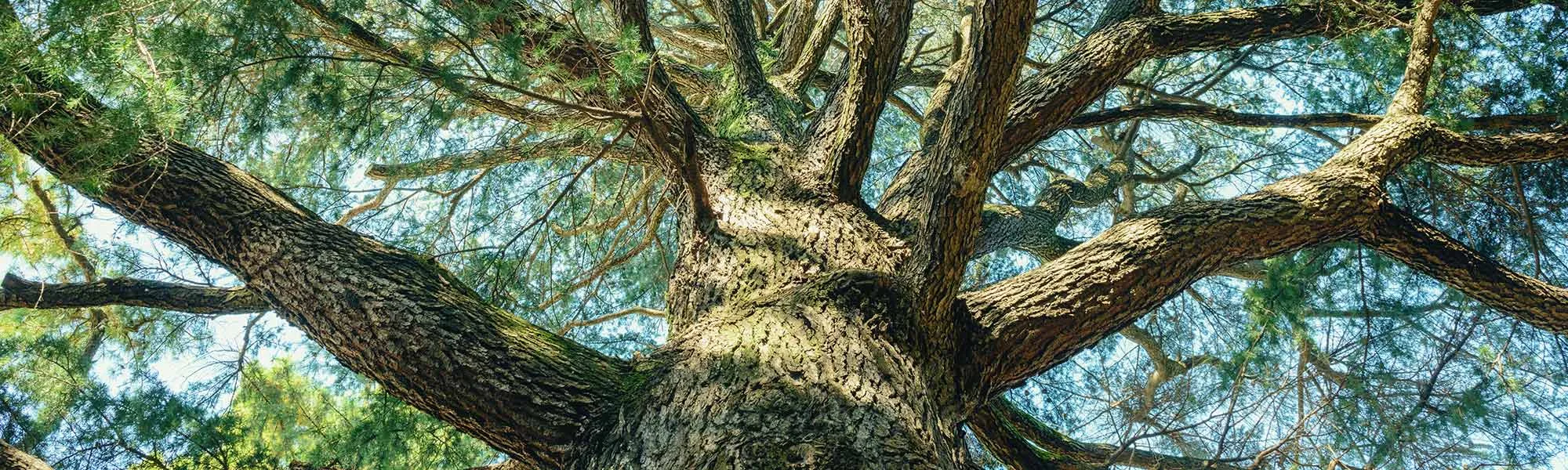 A Tree M.D. LLC gallery 3
