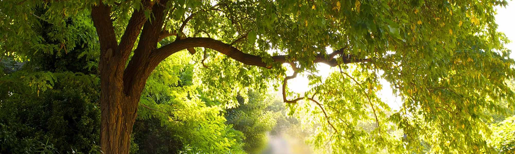 A Tree M.D. LLC gallery 4