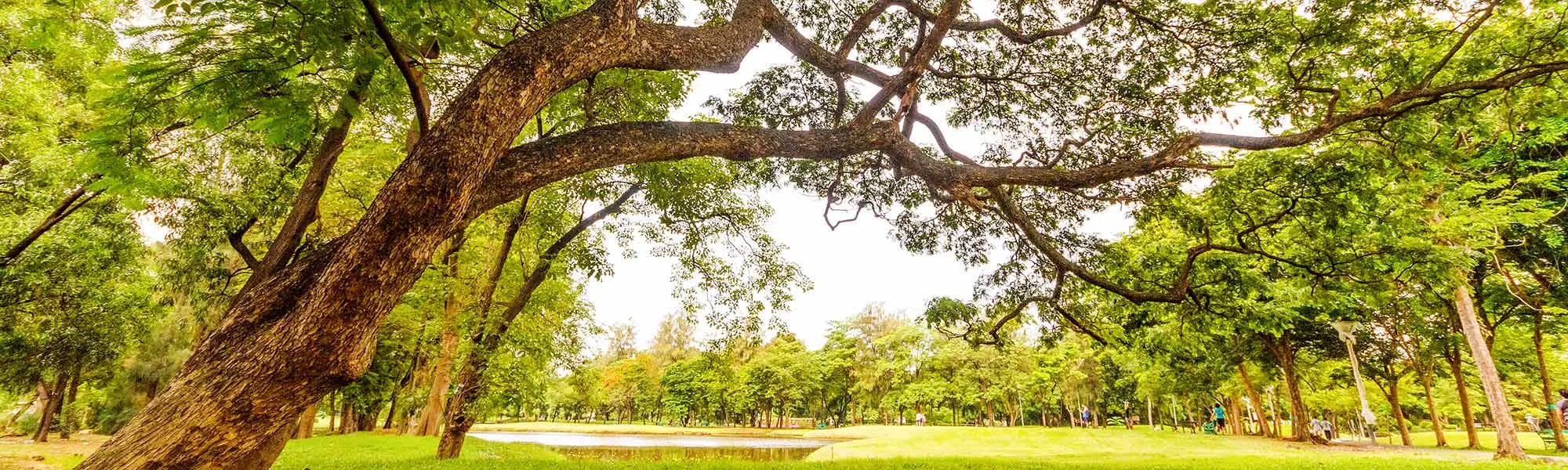 A Tree M.D. LLC gallery 9