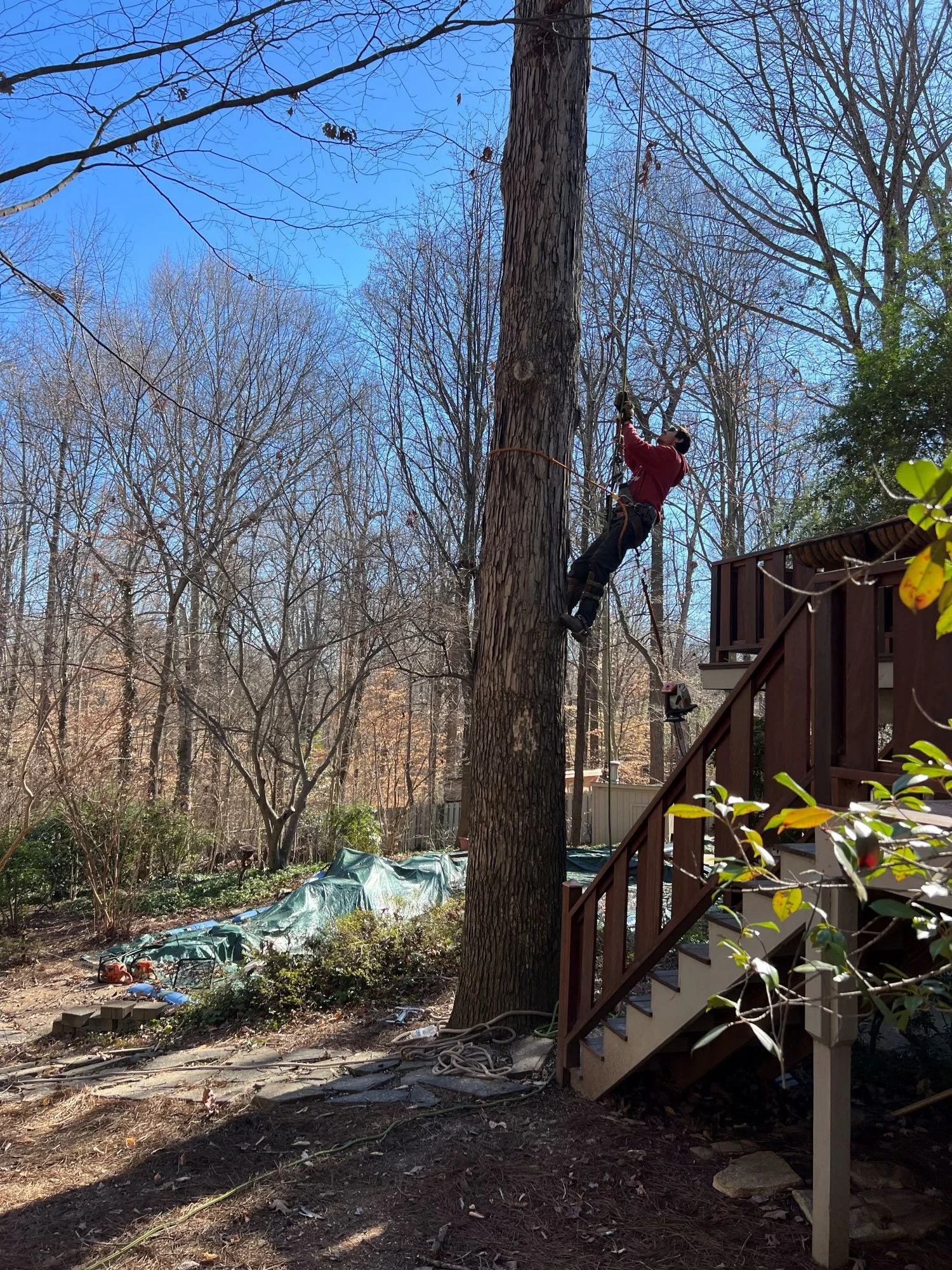 A2Z Solutions Tree Service LLC gallery 4