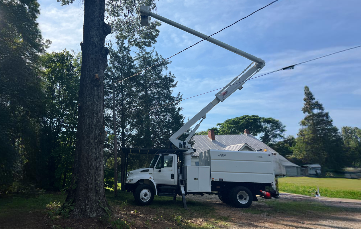 A2Z Solutions Tree Service LLC gallery 5