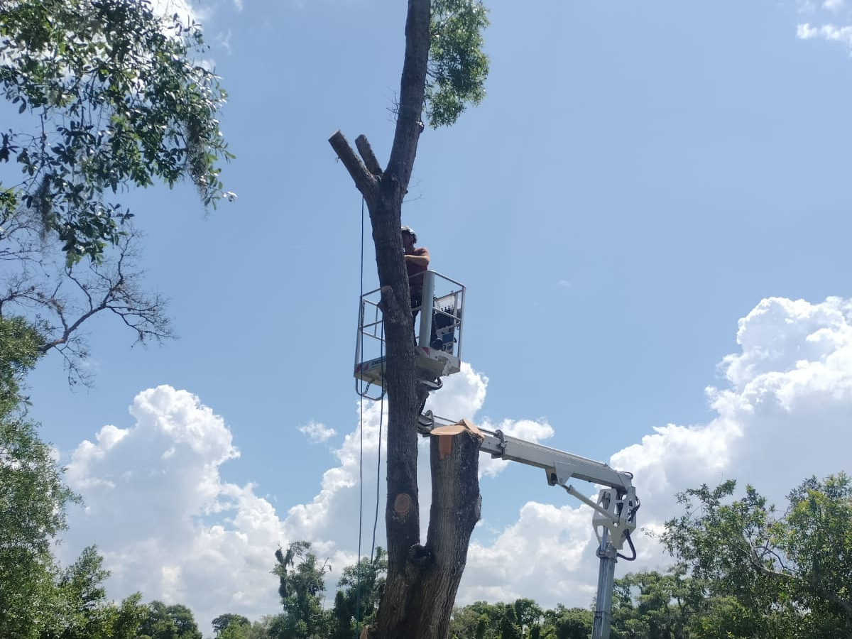 A2Z Solutions Tree Service LLC gallery 6