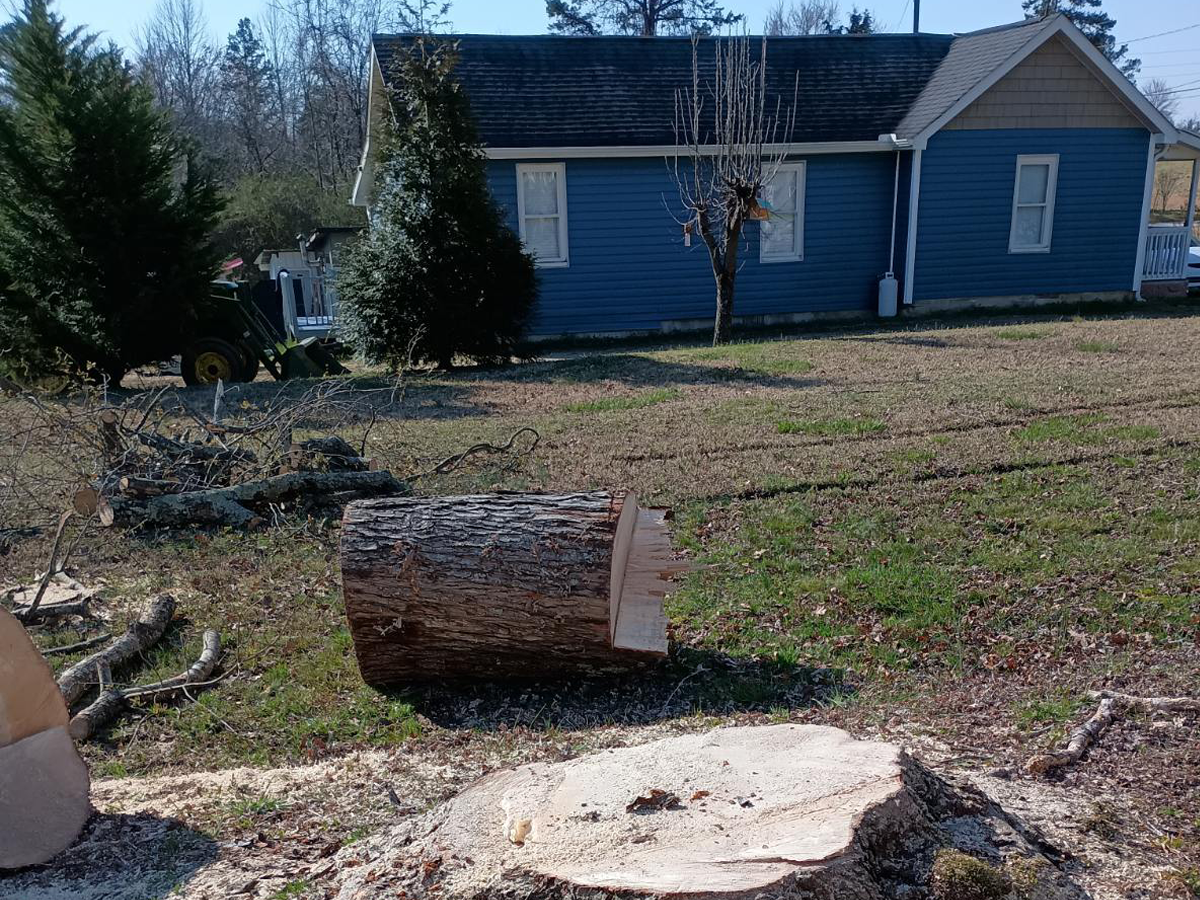 A2Z Solutions Tree Service LLC gallery 7
