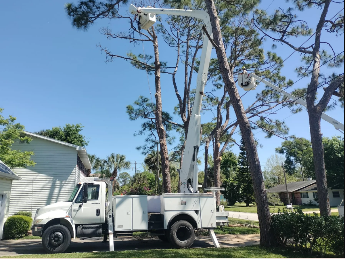 A2Z Solutions Tree Service LLC gallery 8