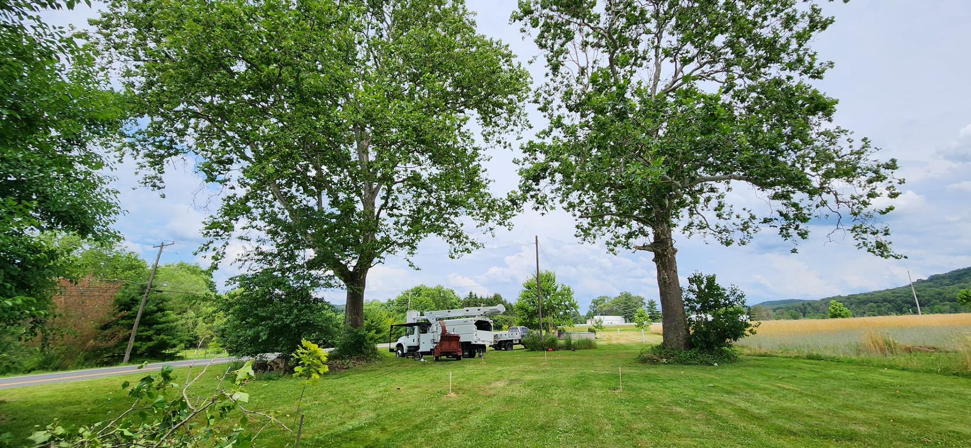 A2Z Solutions Tree Service LLC gallery 9
