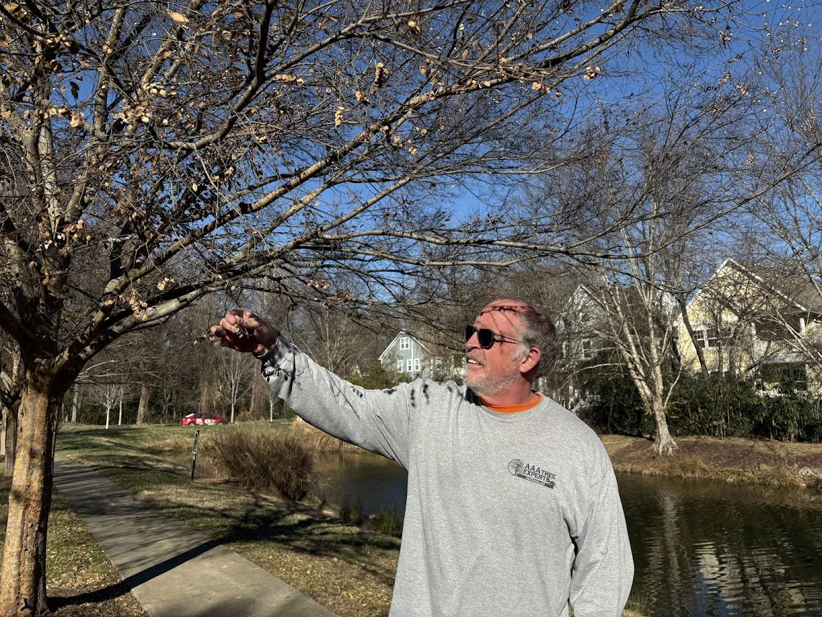 AAA Tree Experts gallery 2