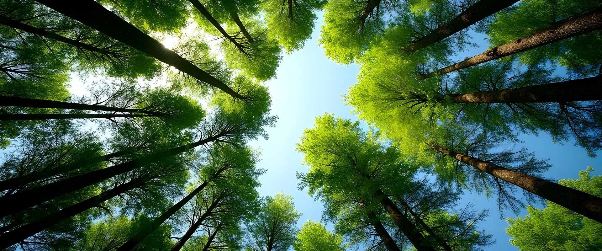 AAA Tree Experts gallery 3