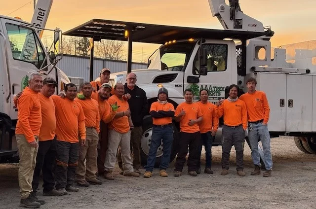 AAA Tree Experts gallery 5