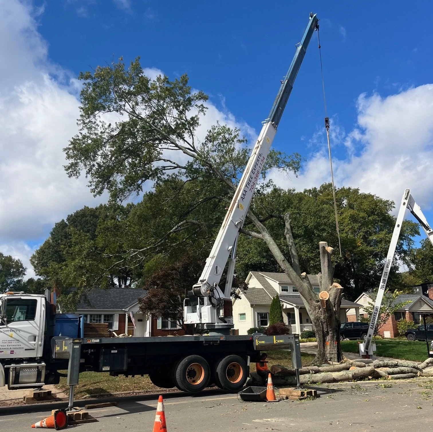 AAA Tree Experts gallery 7
