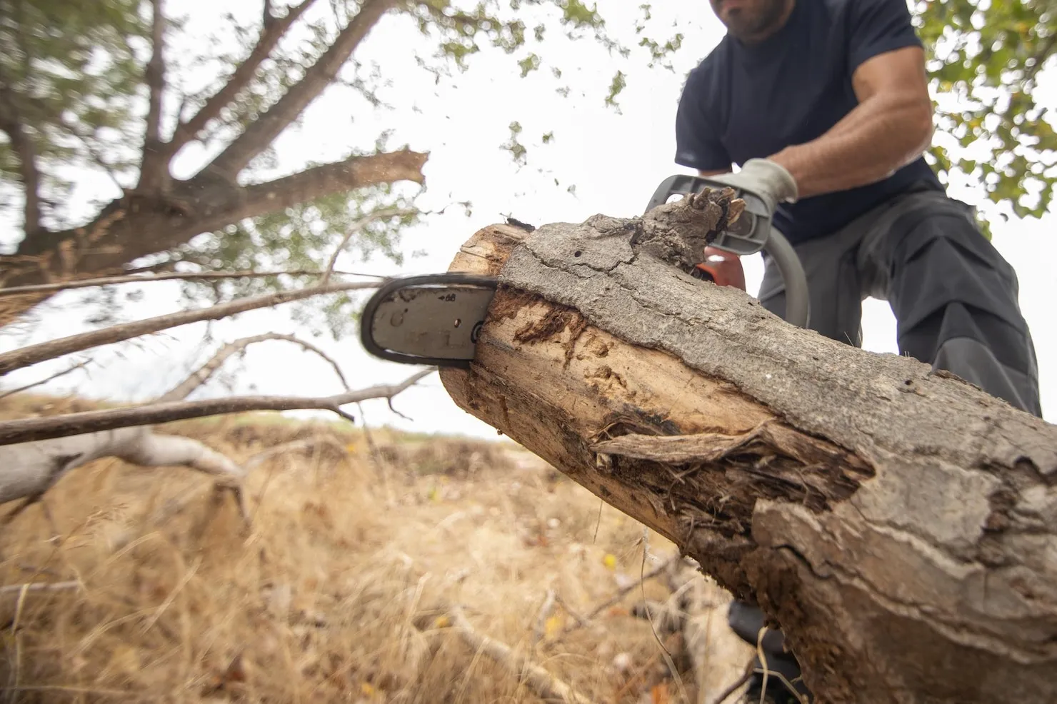 AAA Tree Experts gallery 8