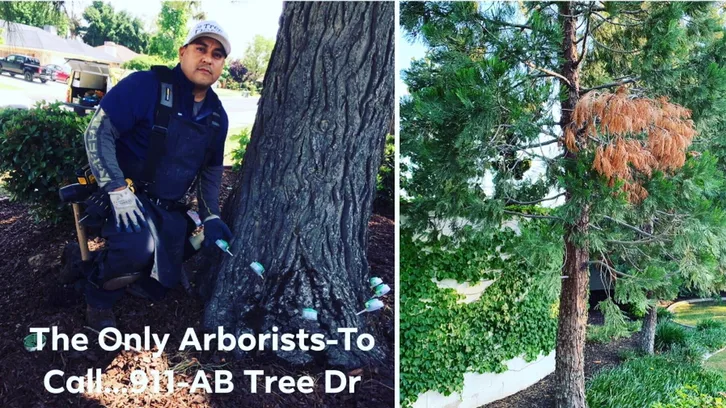 AB Tree Doctor