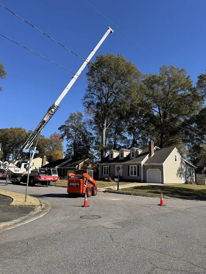 Absolute Tree Surgeons LLC