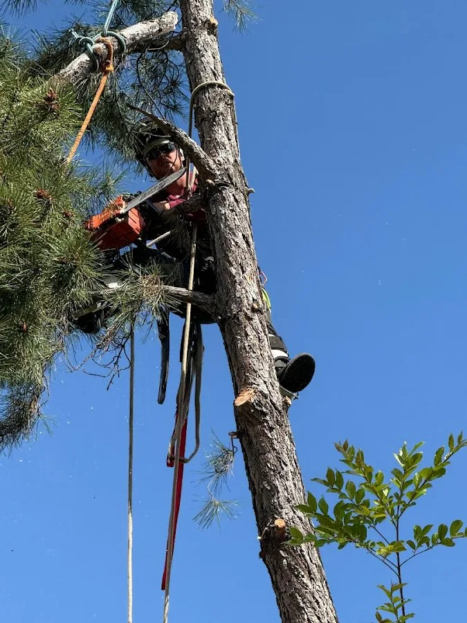 Acorn Arboricultural Services