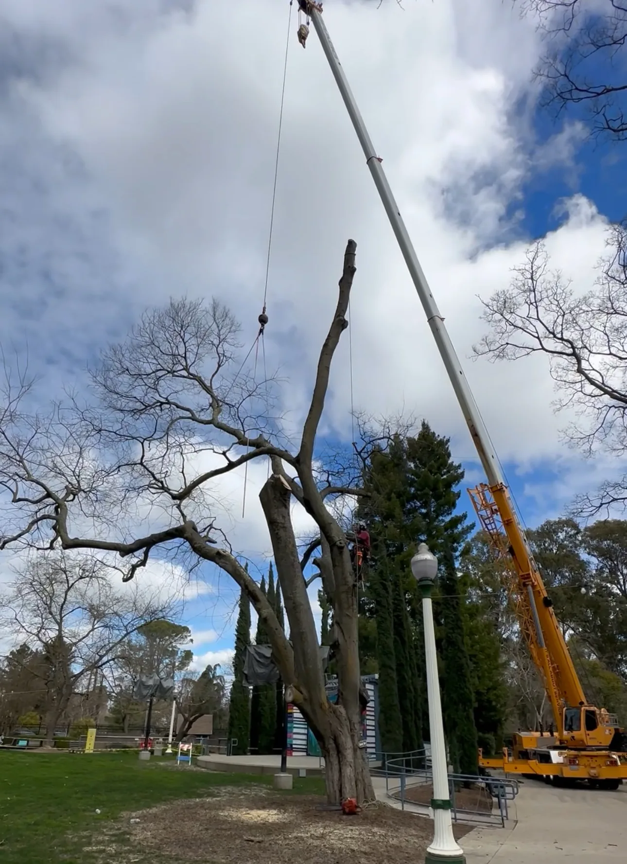Acorn Arboricultural Services gallery 6